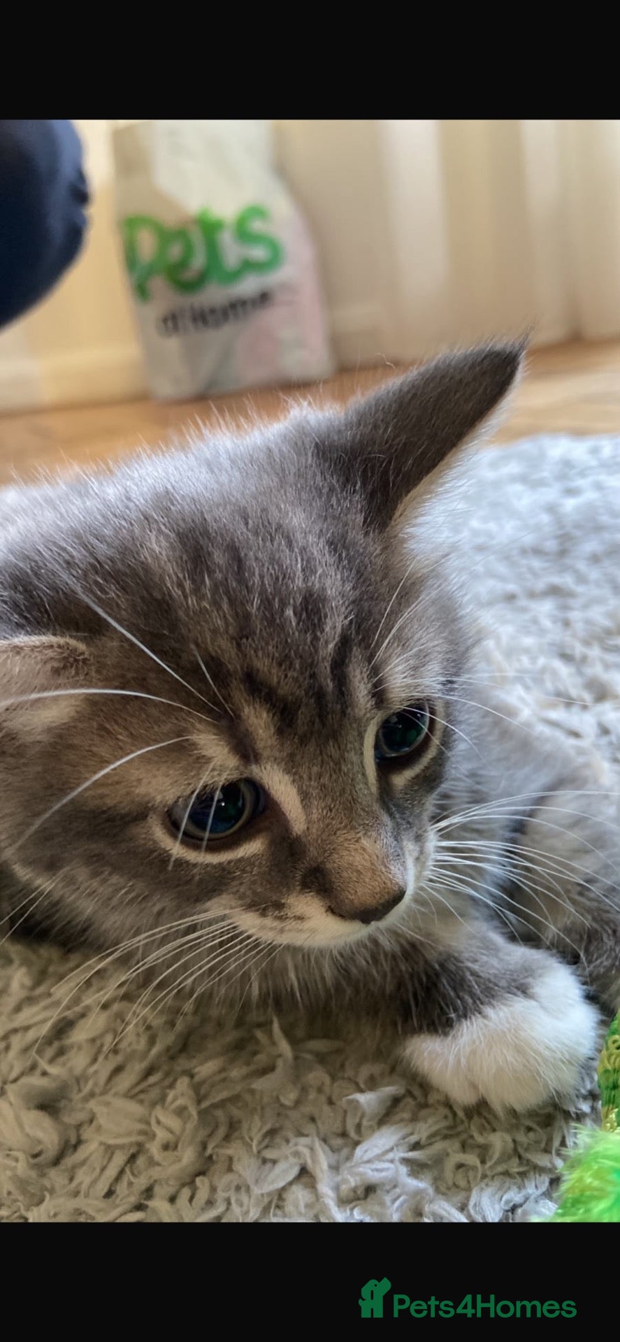 Mixed Breed cats Grey kitten 8 weeks old ready to leave now  - Advert 1