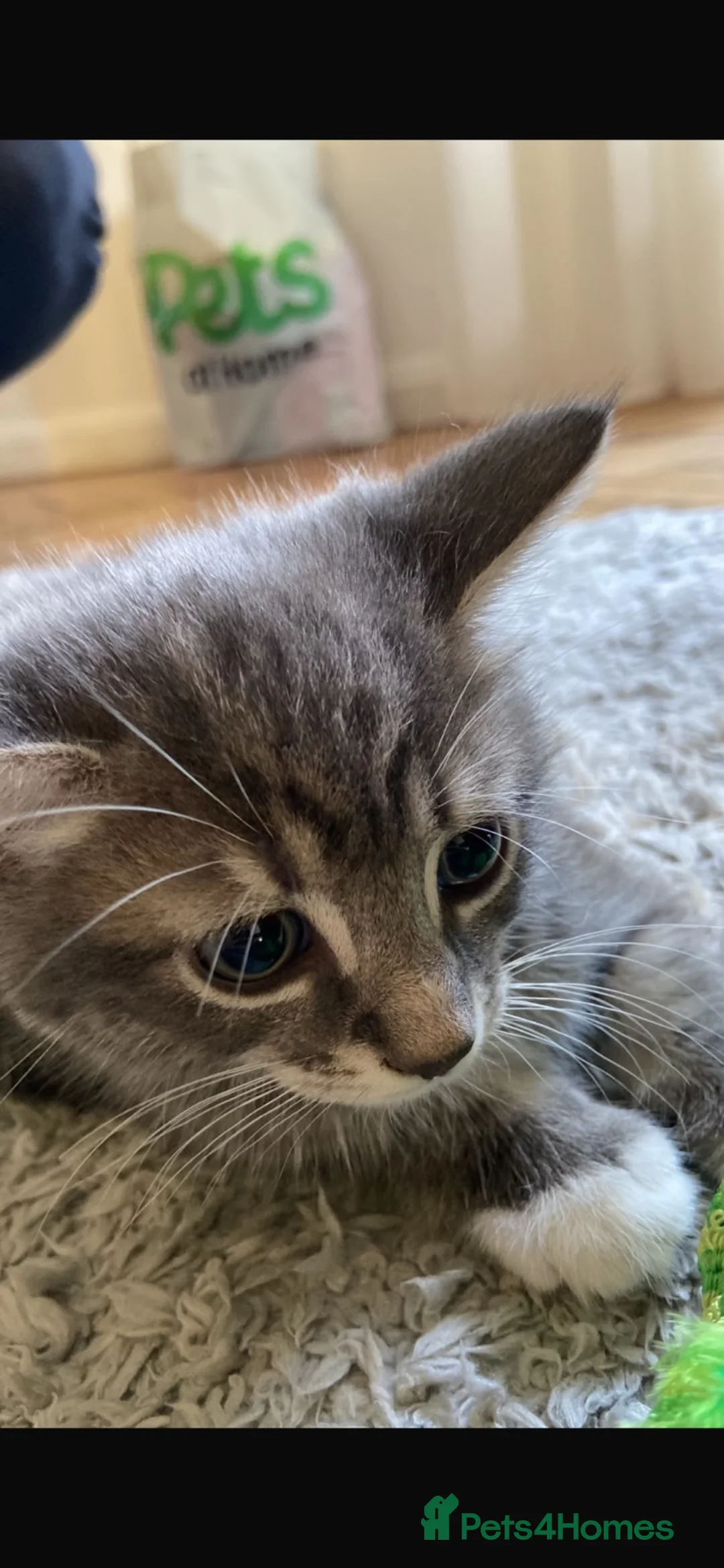 Mixed Breed cats for sale: Grey kitten 8 weeks old ready to leave now  in Worcester Park - Advert 1