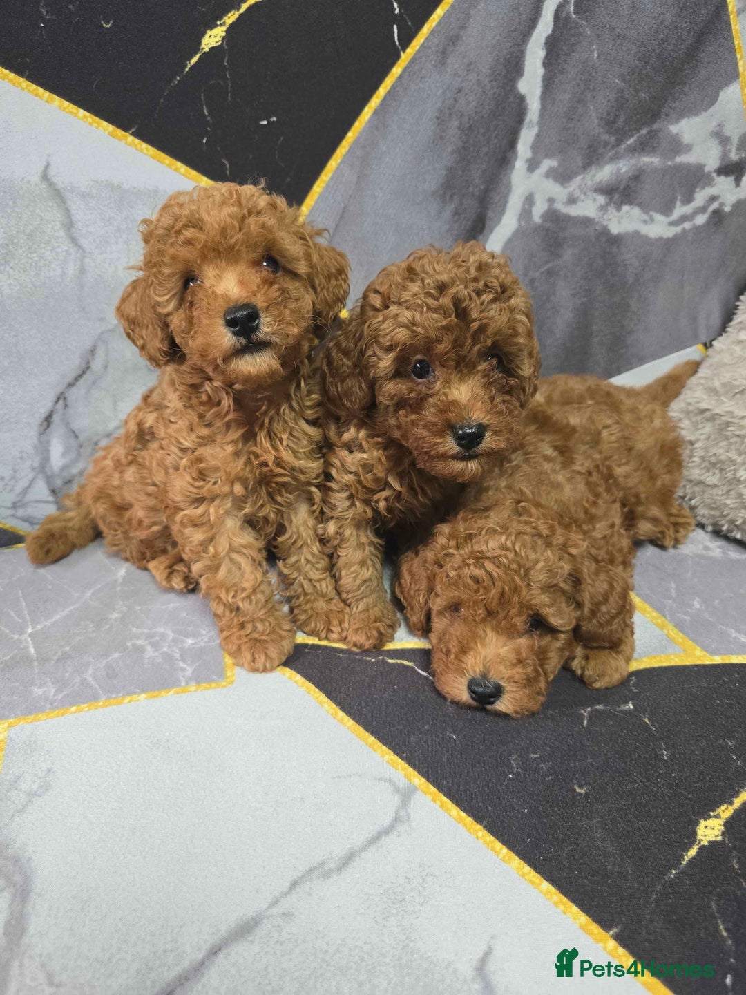 Toy Poodle dogs for sale: 3 Stuninngly cute red toy poodle puppies - Advert 3