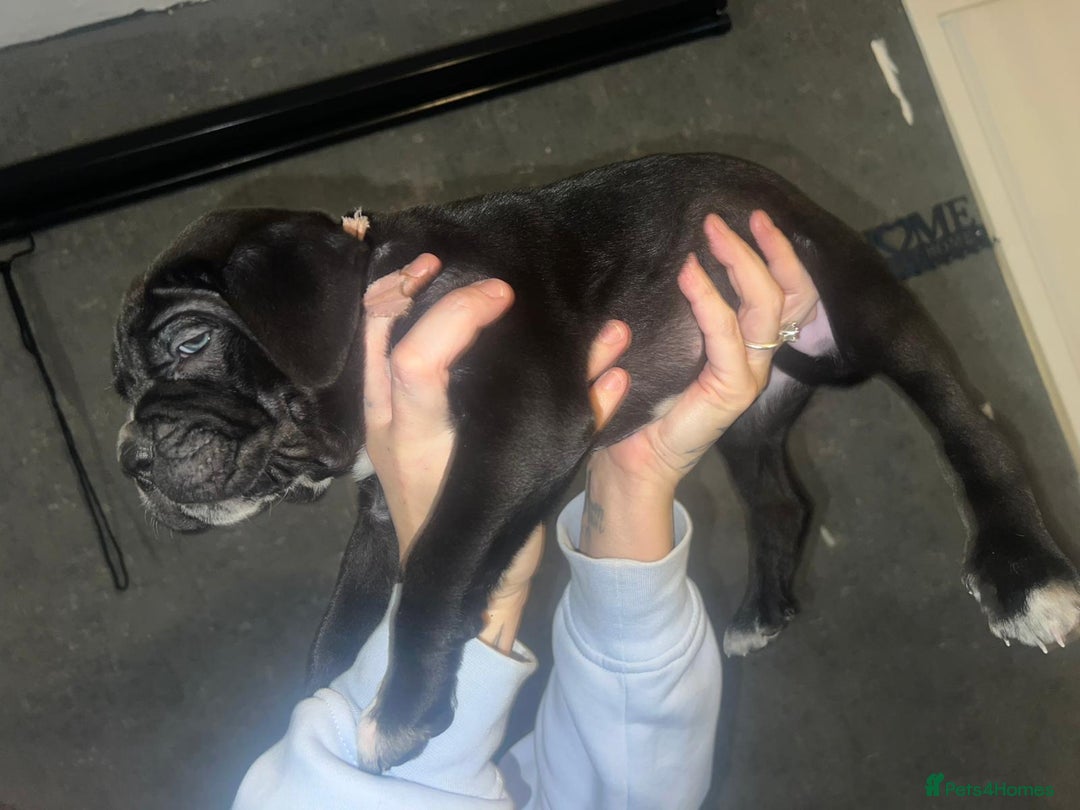 Cane Corso dogs for sale: Cane Corso Pups - Advert 23