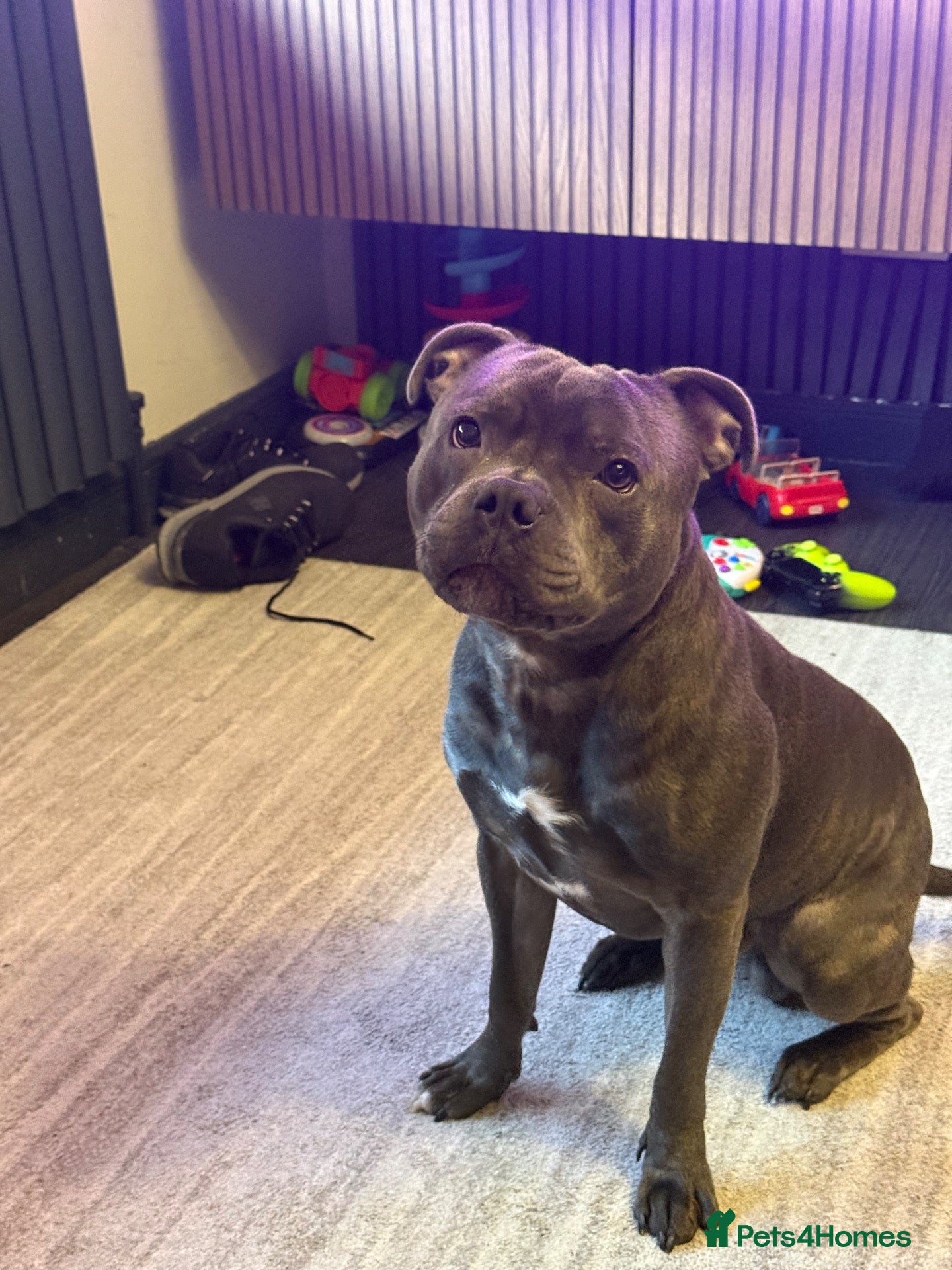 Staffordshire Bull Terrier dogs Blue brindle staffy rehoming - Advert 7