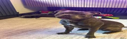 Staffordshire Bull Terrier dogs for sale: Blue brindle staffy rehoming - Advert 1
