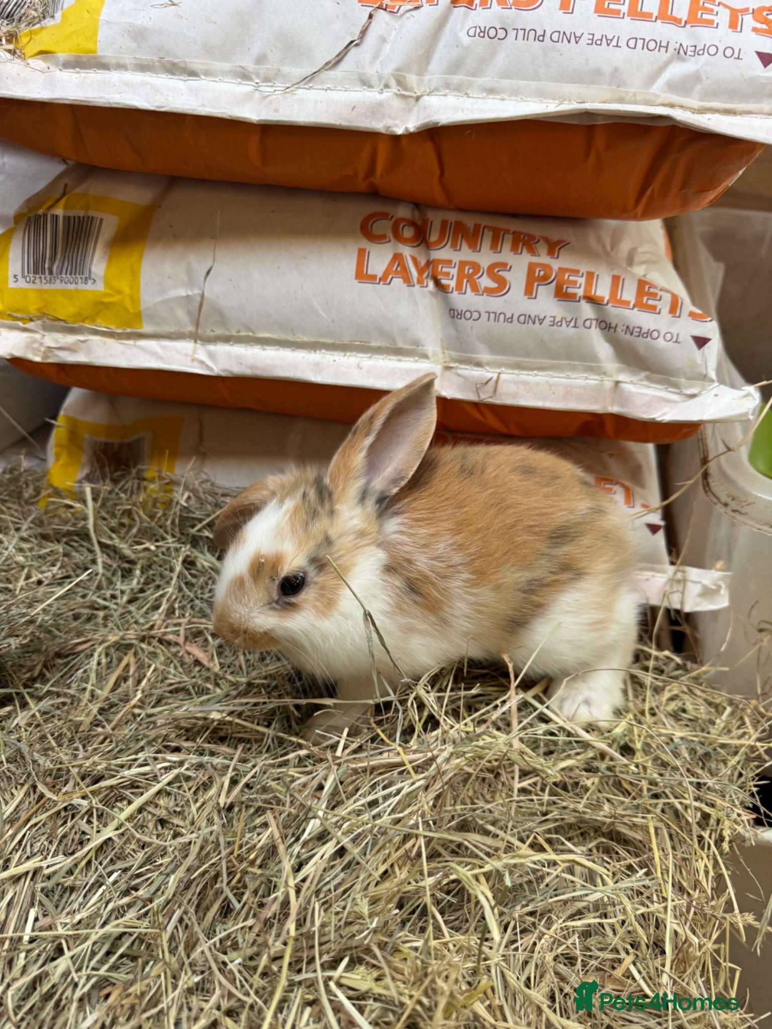 Mixed Breed rabbits For wonderful bunnies  - Advert 1