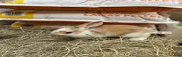 Mixed Breed rabbits for sale: For wonderful bunnies  - Advert 1