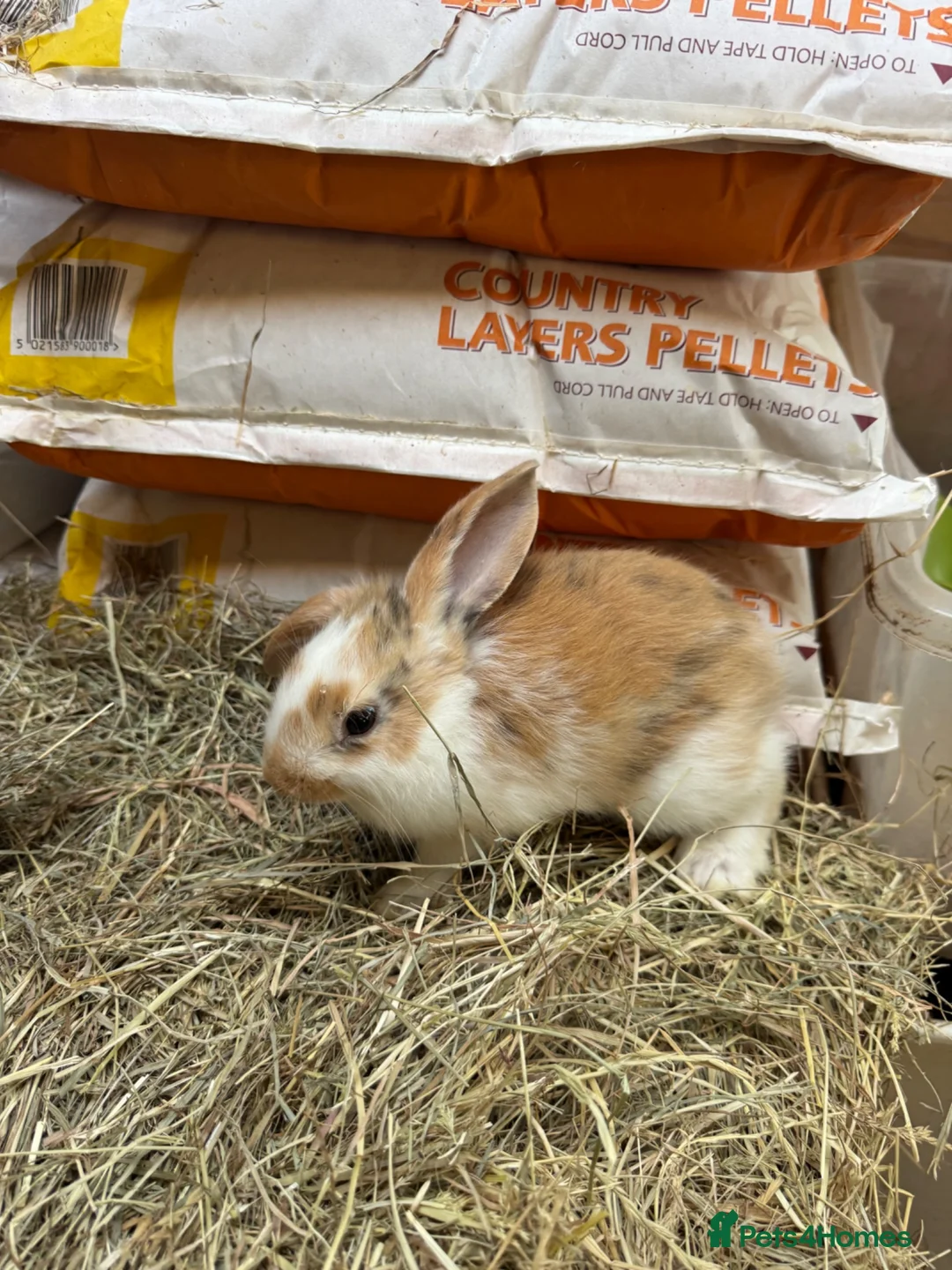 Mixed Breed rabbits for sale: For wonderful bunnies  - Advert 1