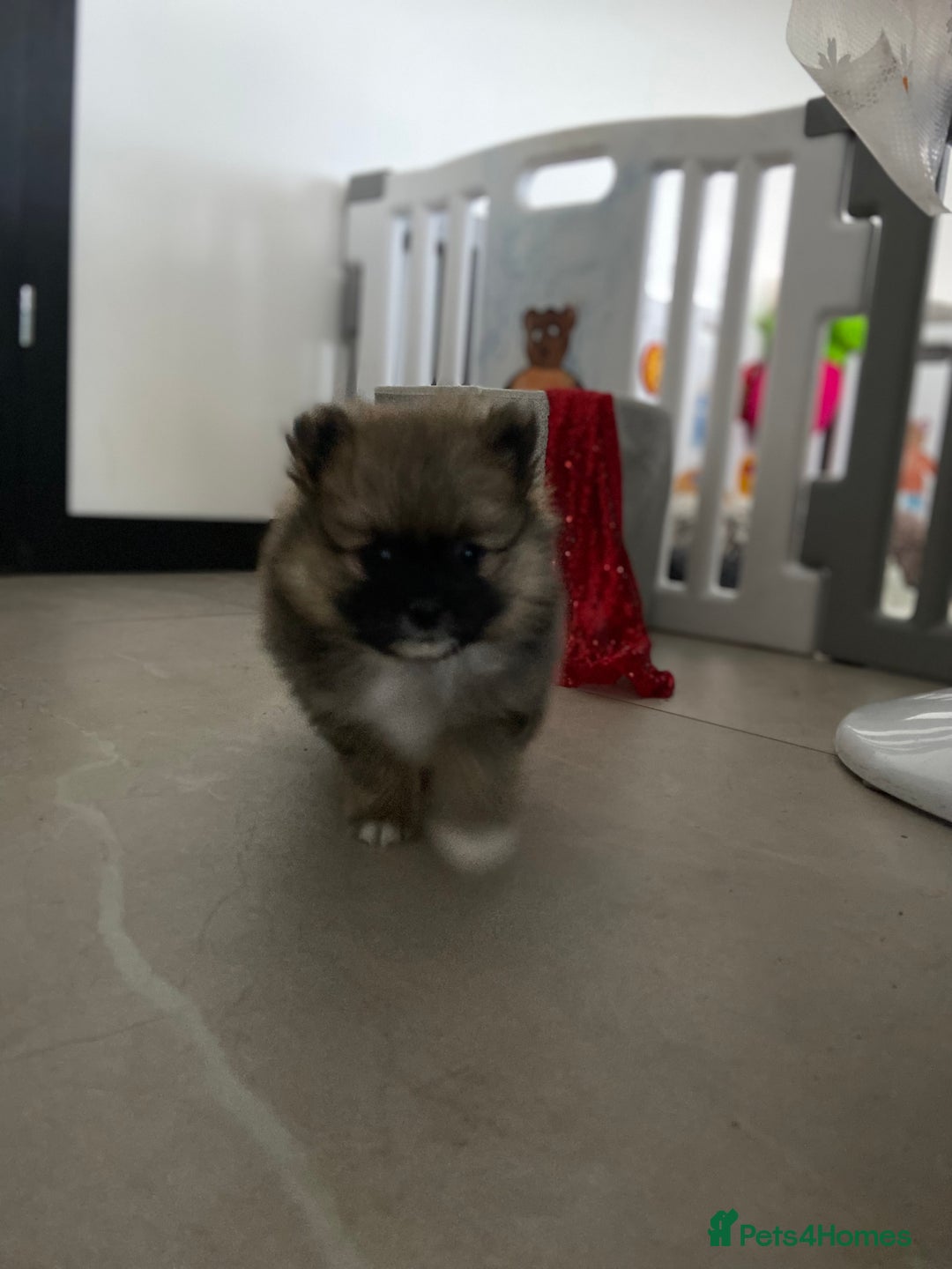 Pomeranian dogs for sale: Beautiful Pomeranian puppies  - Advert 5