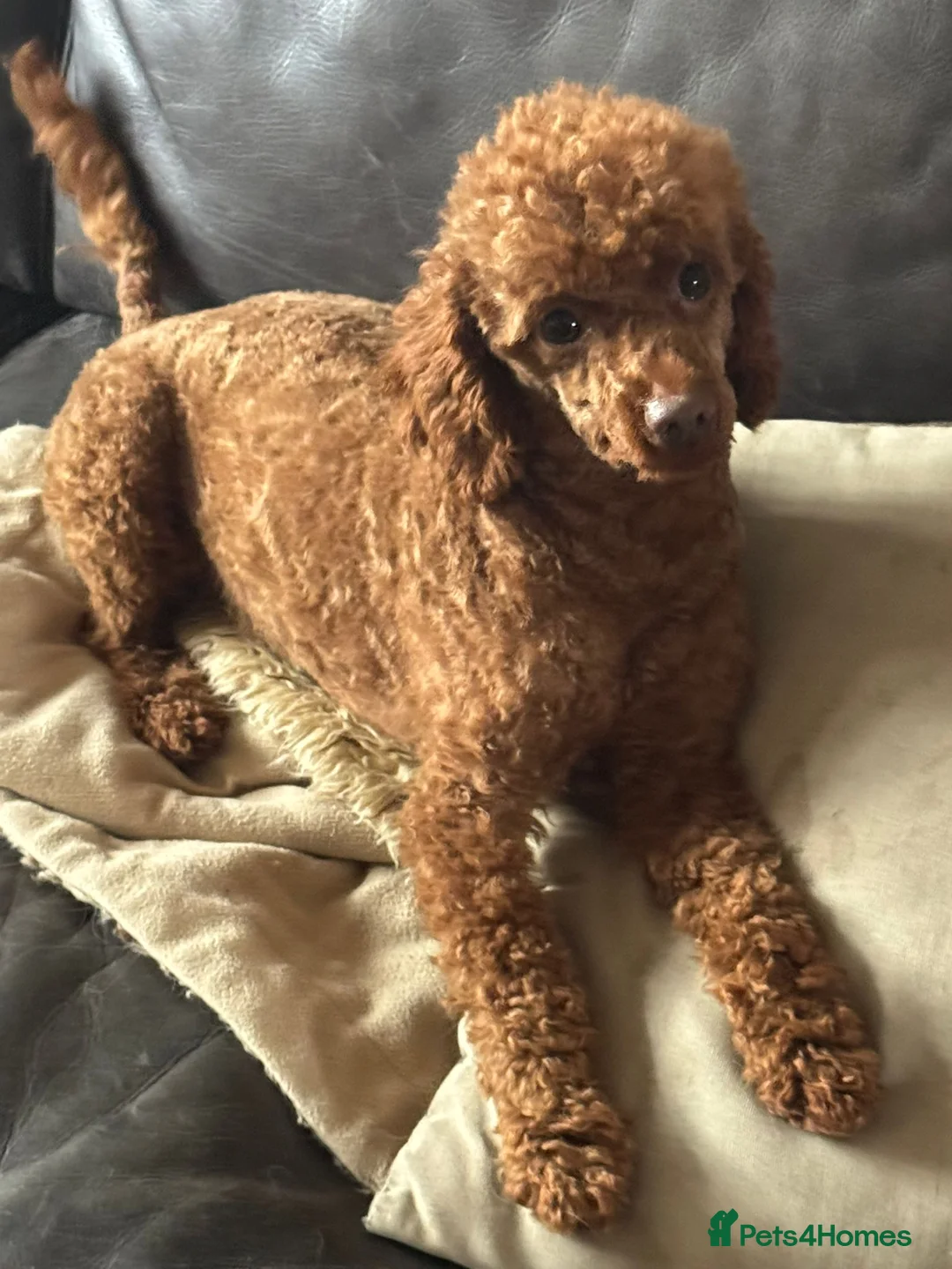 Toy Poodle dogs for sale: RED TOY POODLE MALE  - Advert 2