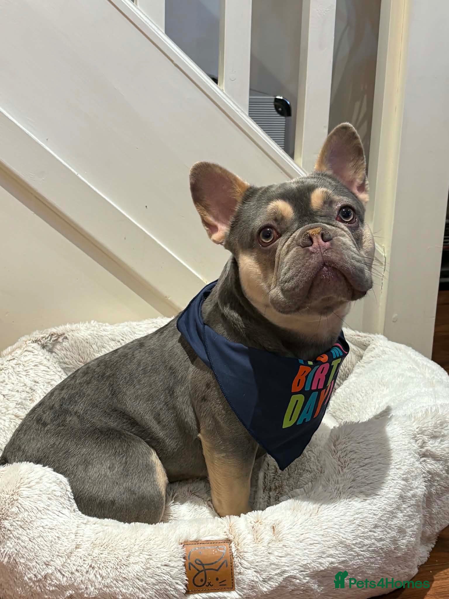 French Bulldog dogs Zues  - Advert 17