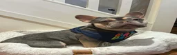 French Bulldog dogs for sale: Zues  - Advert 1
