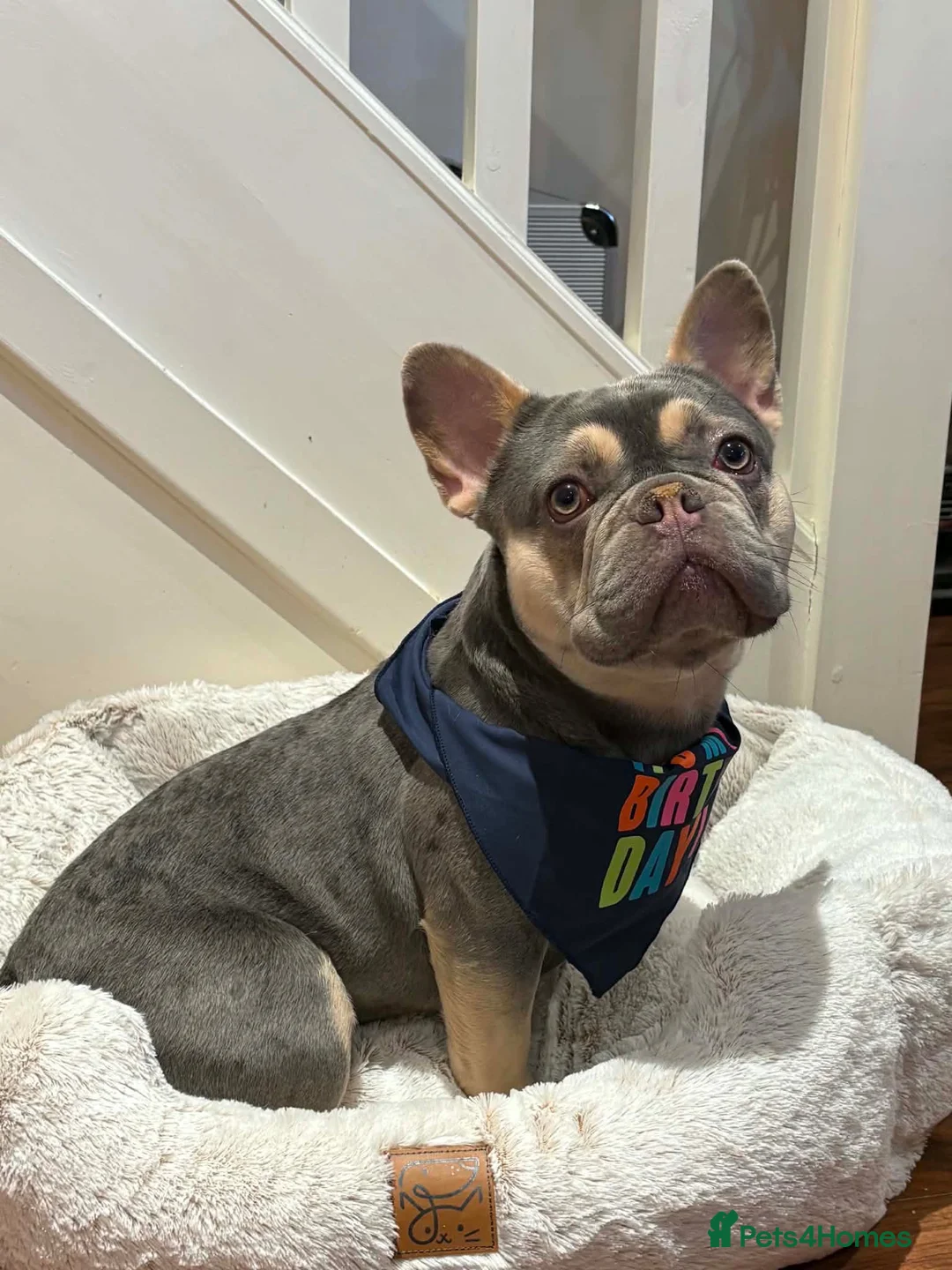 French Bulldog dogs for sale: Zues  - Advert 1