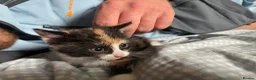 Mixed Breed cats for sale: Mixed kittens  in Runcorn - Advert 10