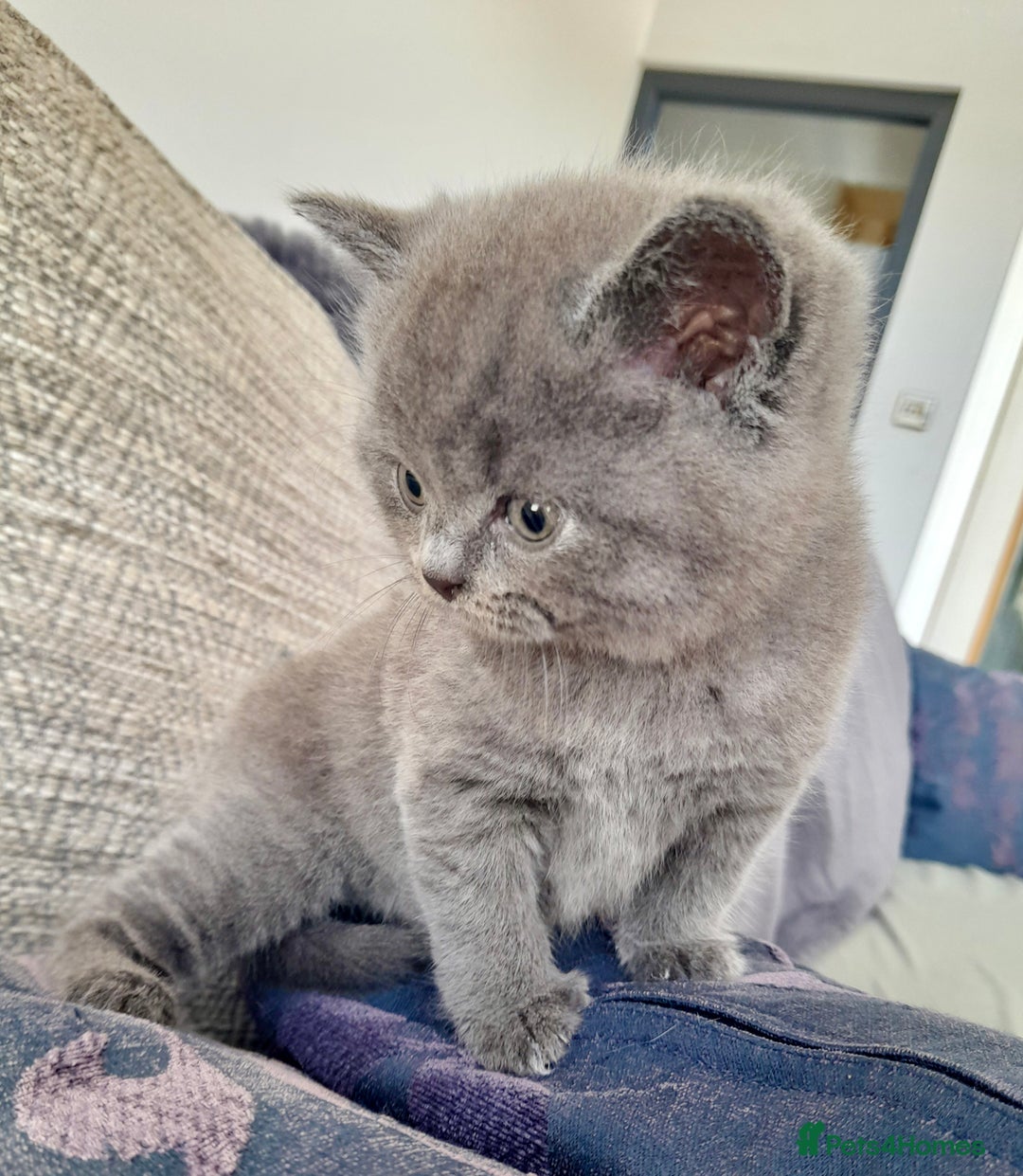 British Shorthair cats for sale: X-Large outstanding BSH kittens GCCF reg - Advert 8