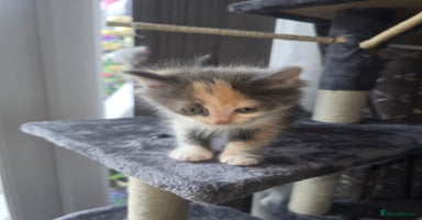 Mixed Breed cats - Advert 8