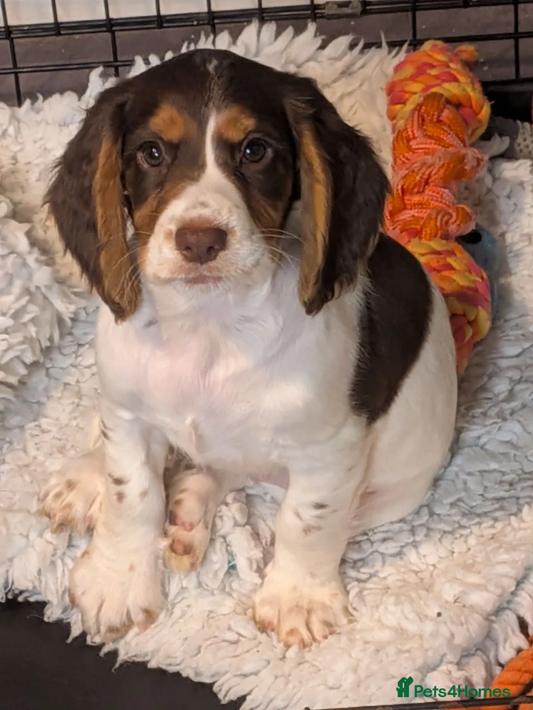 Cocker Spaniel dogs for sale: ⭐REDUCED READY NOW 1 LEFT ⭐Cocker spaniel male - Advert 2