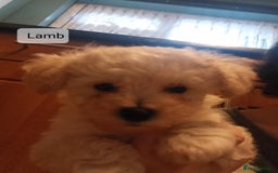 Poochon dogs for sale: Poochon Puppies - Advert 11