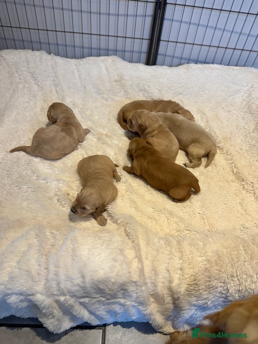 Golden Retriever dogs for sale: Gorgeous KC Golden retrievers  - Advert 2