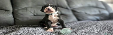 Great Dane 5