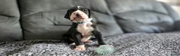 Great Dane dogs for sale: Championship Great Dane Pups  - Advert 15