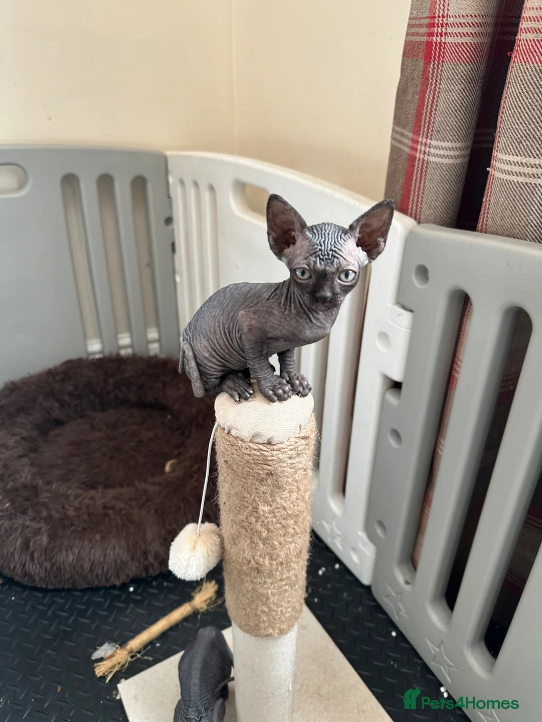 Sphynx cats for sale: Solid black sphynx boy kitten - Advert 2