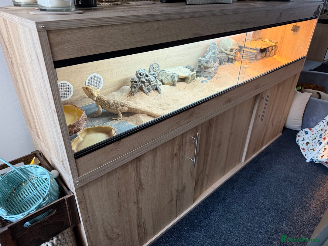Bearded Dragon reptiles for sale: Rainbow Tiger Bearded Dragon - with full set up ⭐️ - Image 10