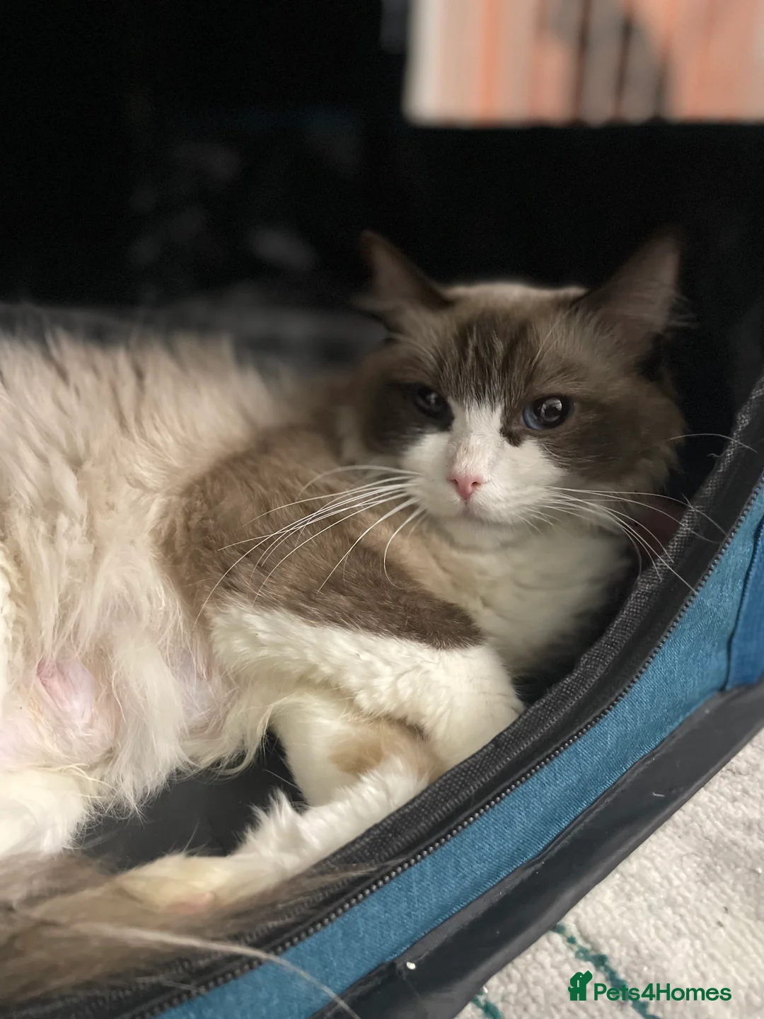 Ragdoll cats for sale: 4 lovely Blue Lynx Bicolour Ragdolls Kittens - Advert 15