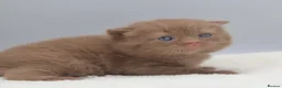 British Shorthair cats for sale: PEDIGREE BRITISH SHORTHAIR KITTENS - Advert 5