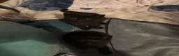 Mixed Breed cats for sale: two full black beautiful babies for sale  - Advert 4