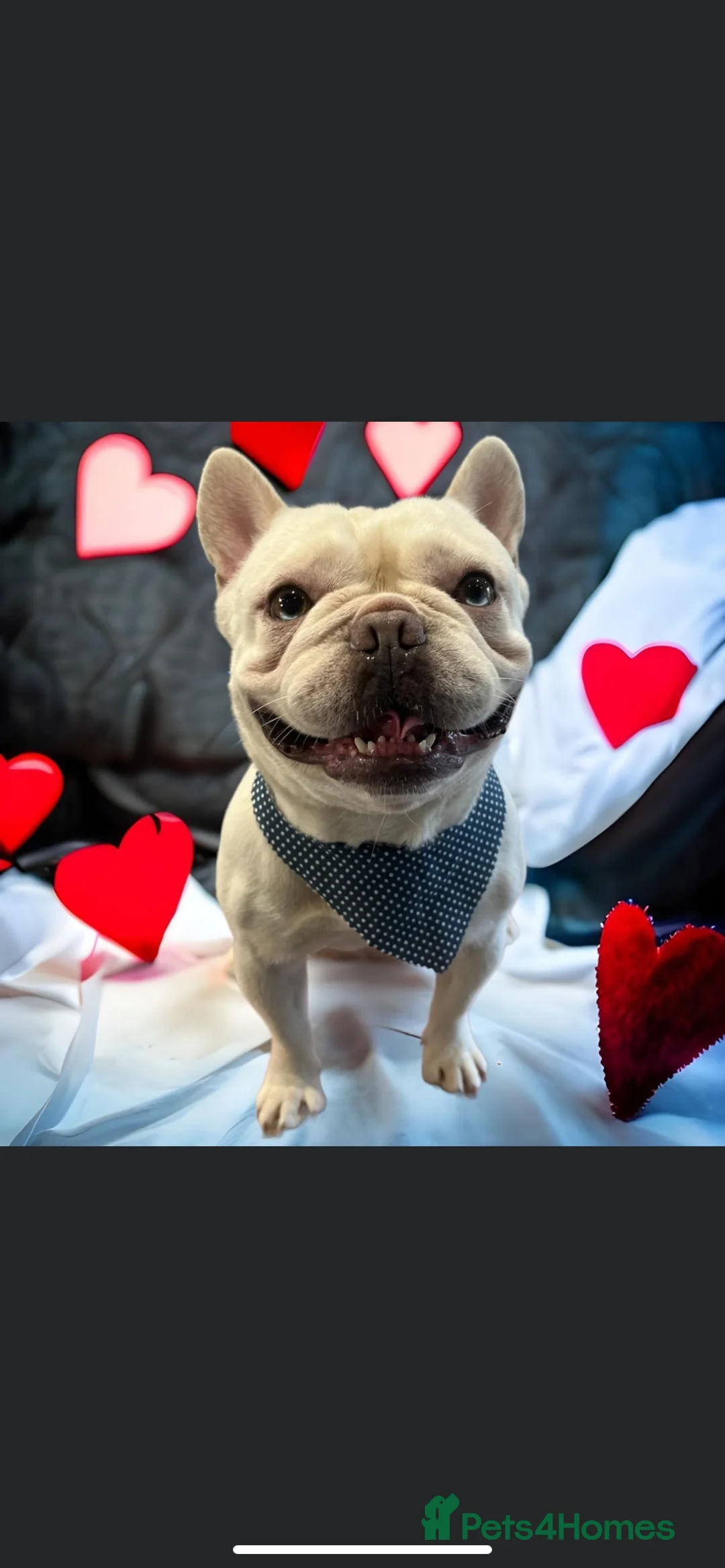 French Bulldog dogs for stud: Solid blue Merle platinum carrying testable and L1 in Aberdeen - Advert 6