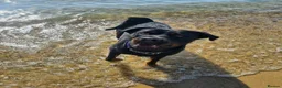 Rottweiler dogs for sale: One Rottweiler puppy available (female) - Advert 9