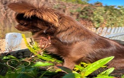 Chihuahua dogs for sale: Long hair tri chocolate apple head chihuahuas  - Advert 17