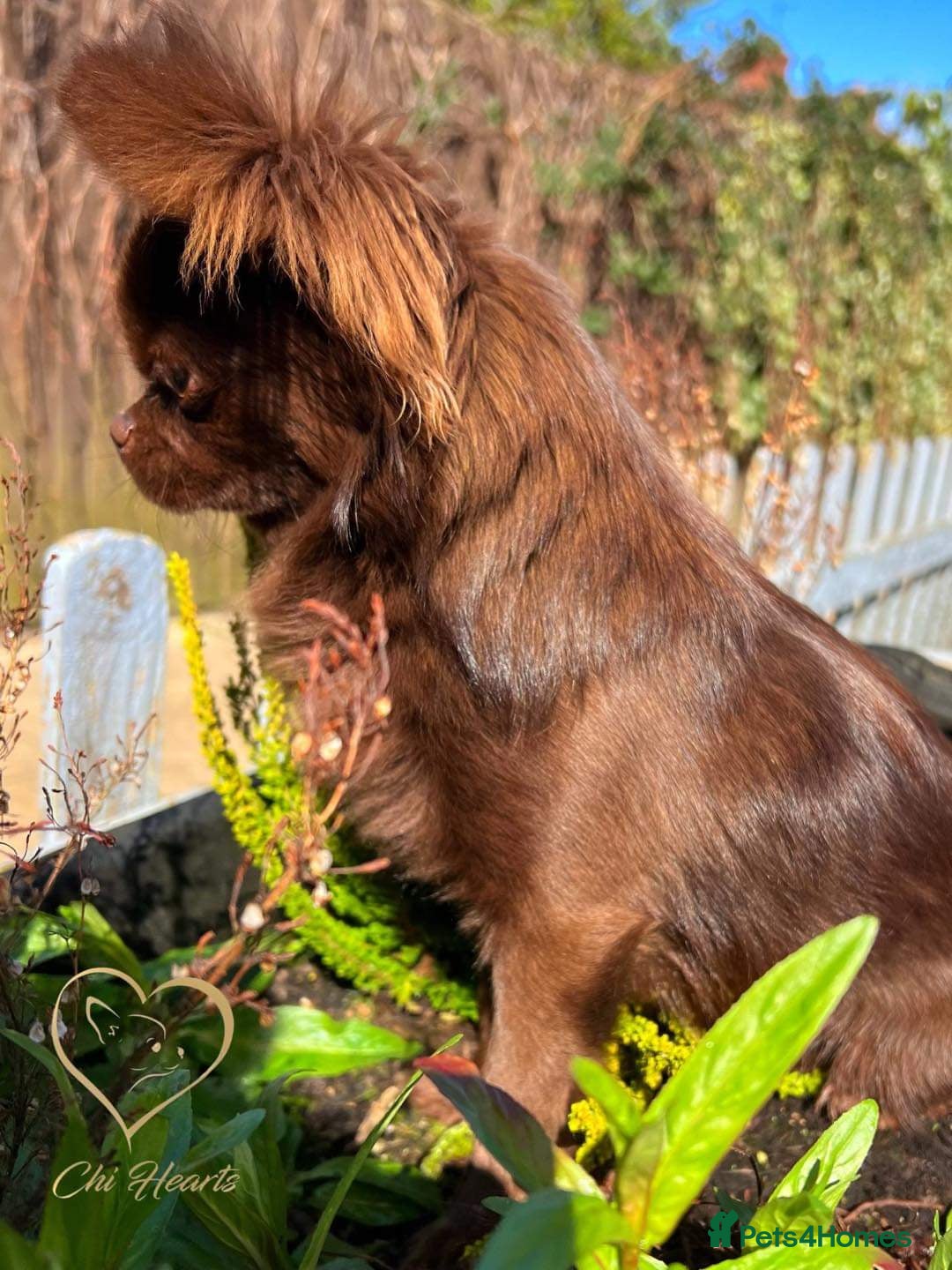 Chihuahua dogs for sale: Long hair tri chocolate apple head chihuahuas  - Advert 17