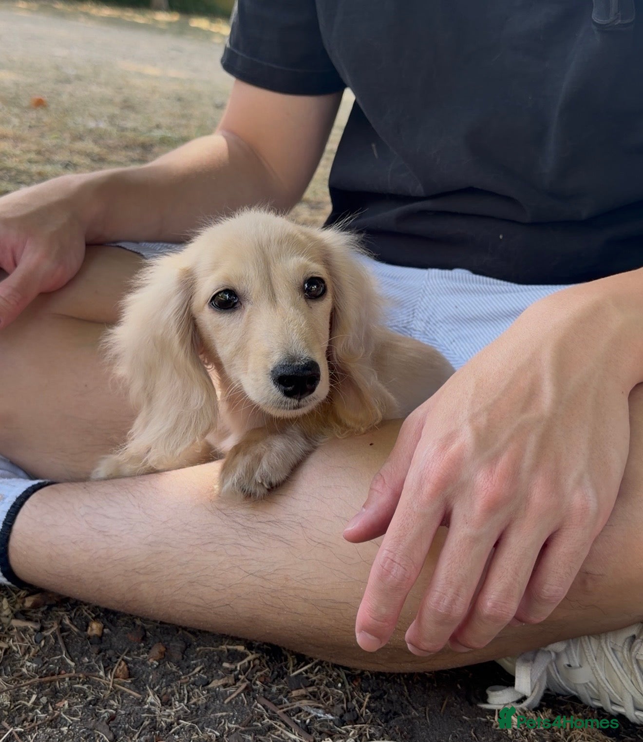 Miniature Dachshund dogs English Cream Blonde Dachshund Boy Ready to Leave - Advert 12
