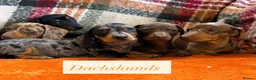Dachshund dogs for sale: 5 beautiful dachshund girls  - Advert 10