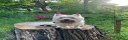 West Highland Terrier dogs for sale: Adorable Westie Highland terriers  - Advert 4