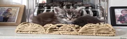 Maine Coon cats for sale: Beautiful 100% Maine coin kittens - Advert 15