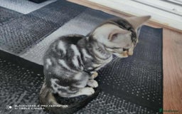 Bengal cats for sale: Three Beautiful Bengal Kittens For Sale - Image 7