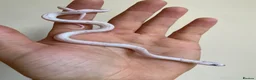 Corn Snake reptiles for sale:  Micro-Scaleless & het Microscale Corn Snake - Advert 3