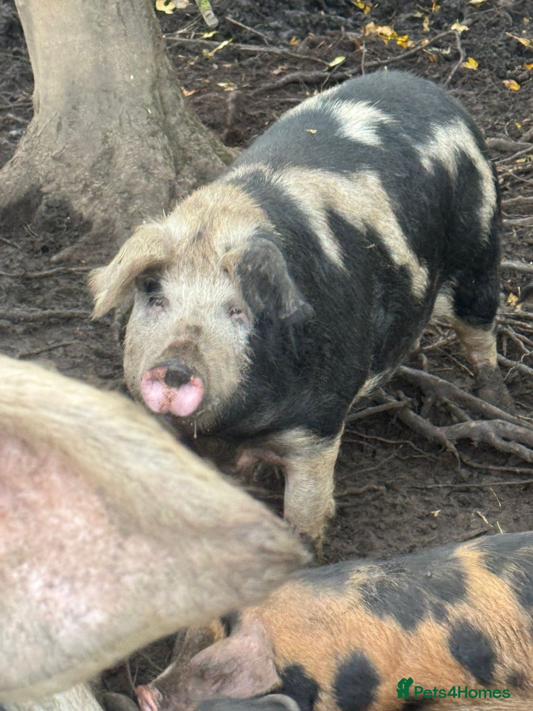 Pig livestock for sale: Oxford sandy and blacks  - Advert 1