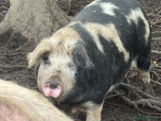 Pig livestock - Advert 3
