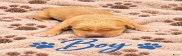 Golden Retriever dogs for sale: KC Dark Golden Retrievers 🧬Health Tested Parents - Advert 7
