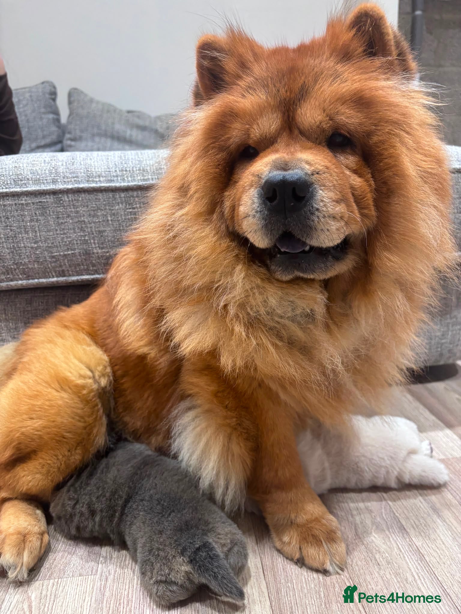 Chow Chow dogs Chow chow - Advert 11