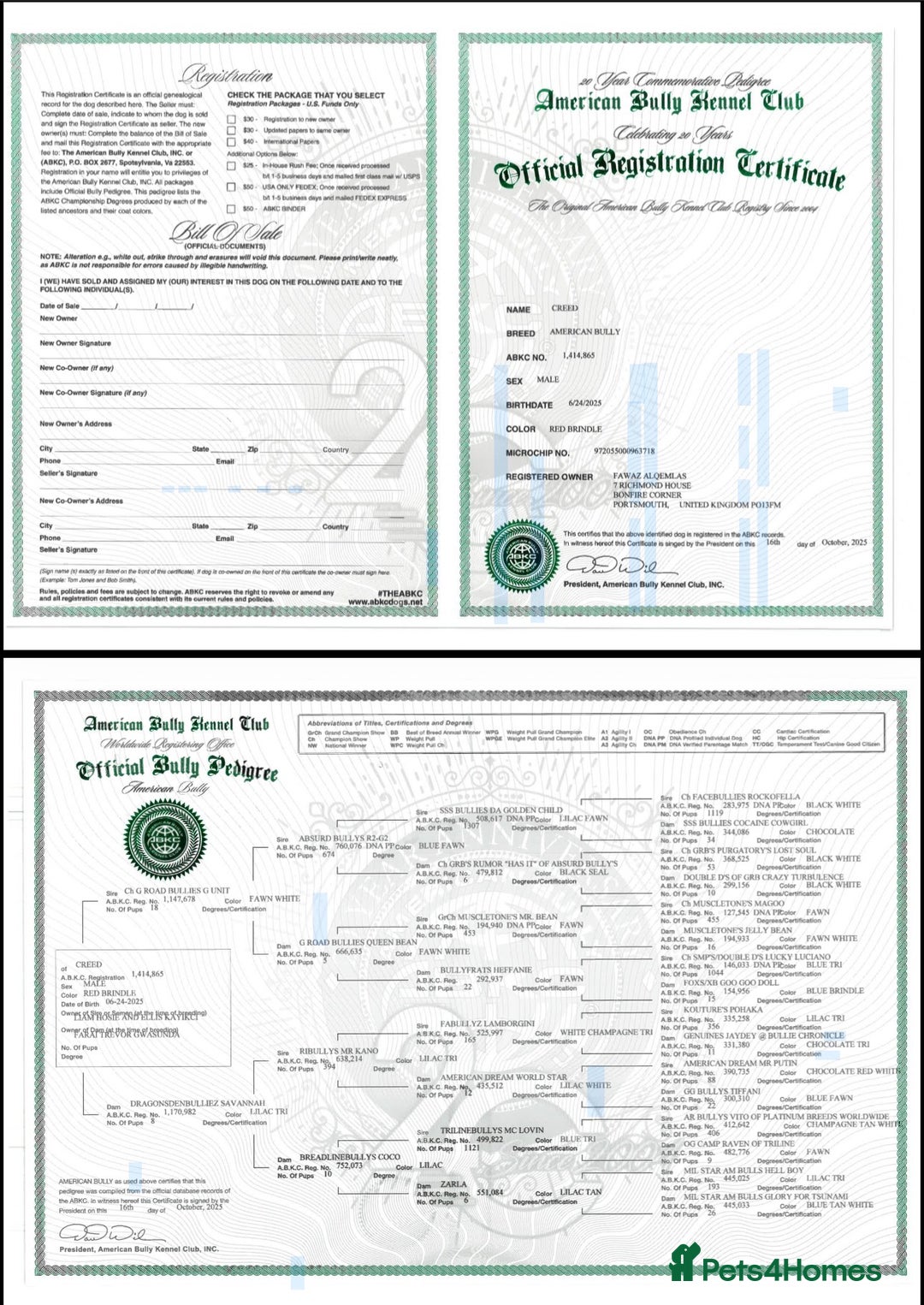 American Bully dogs for sale: ABKC puppy pocket bully  - Advert 8