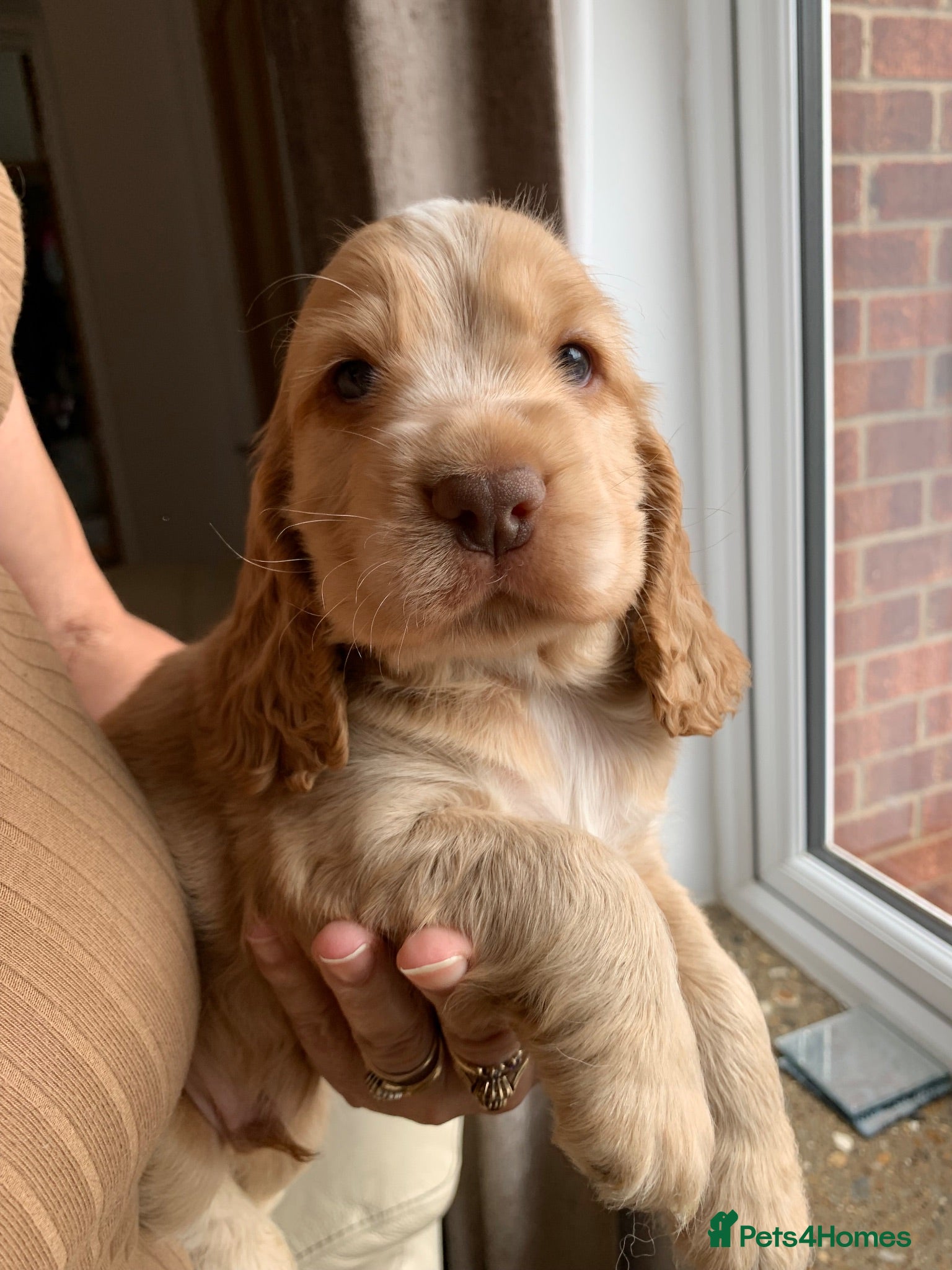 Cocker Spaniel dogs KC Show Type Cocker Spaniels - Advert 1