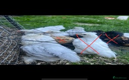 Chickens poultry for sale: Free Pekin cockerels and Pekin x - Image 3