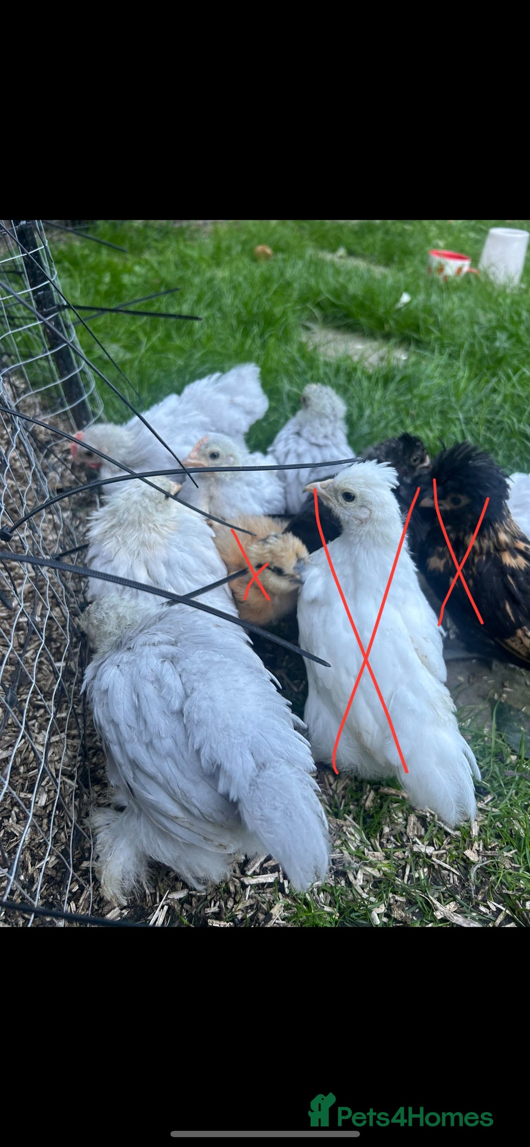 Chickens poultry for sale: Free Pekin cockerels and Pekin x - Image 3
