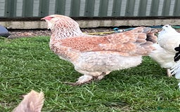Hens poultry for sale: Beautiful Brahmas 4hens & 3 stunning cockerels  - Image 5