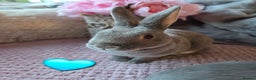 Rex rabbits for sale: 🐰🐰Beautiful baby mini rex 🐰🐰 - Advert 12