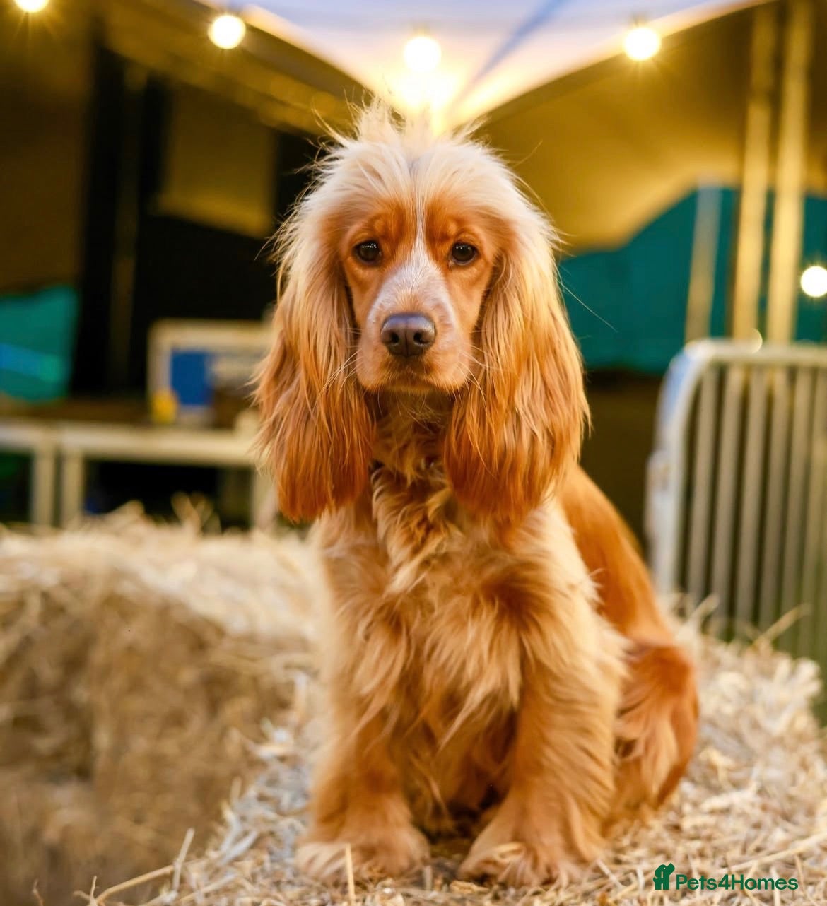 Mixed Breed dogs Gorgeous little show cocker/working cocker puppies - Advert 2