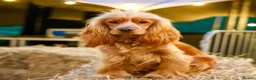 Mixed Breed dogs for sale: Gorgeous little show cocker/working cocker puppies in Exeter - Advert 1