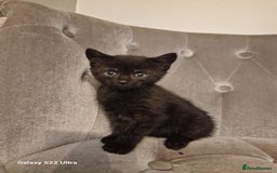 Mixed Breed cats for sale: ✨Adorable Kittens Ready for Their Forever Homes! ✨ - Advert 3
